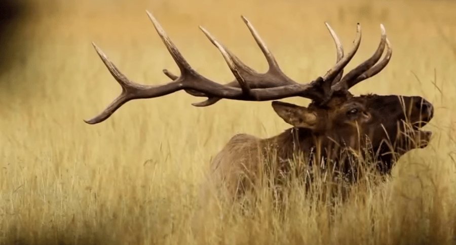 Life of Elk