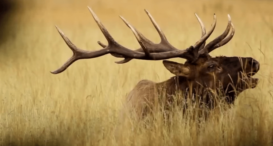 "The Life of Elk" Film Provides All the Basics of, Well, the Life of
