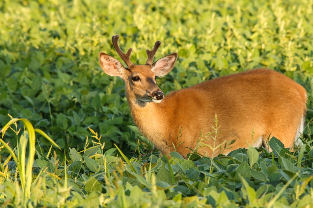 velvet buck