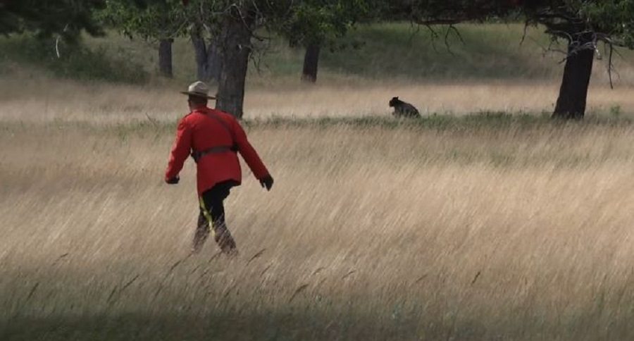 mountie chases bear