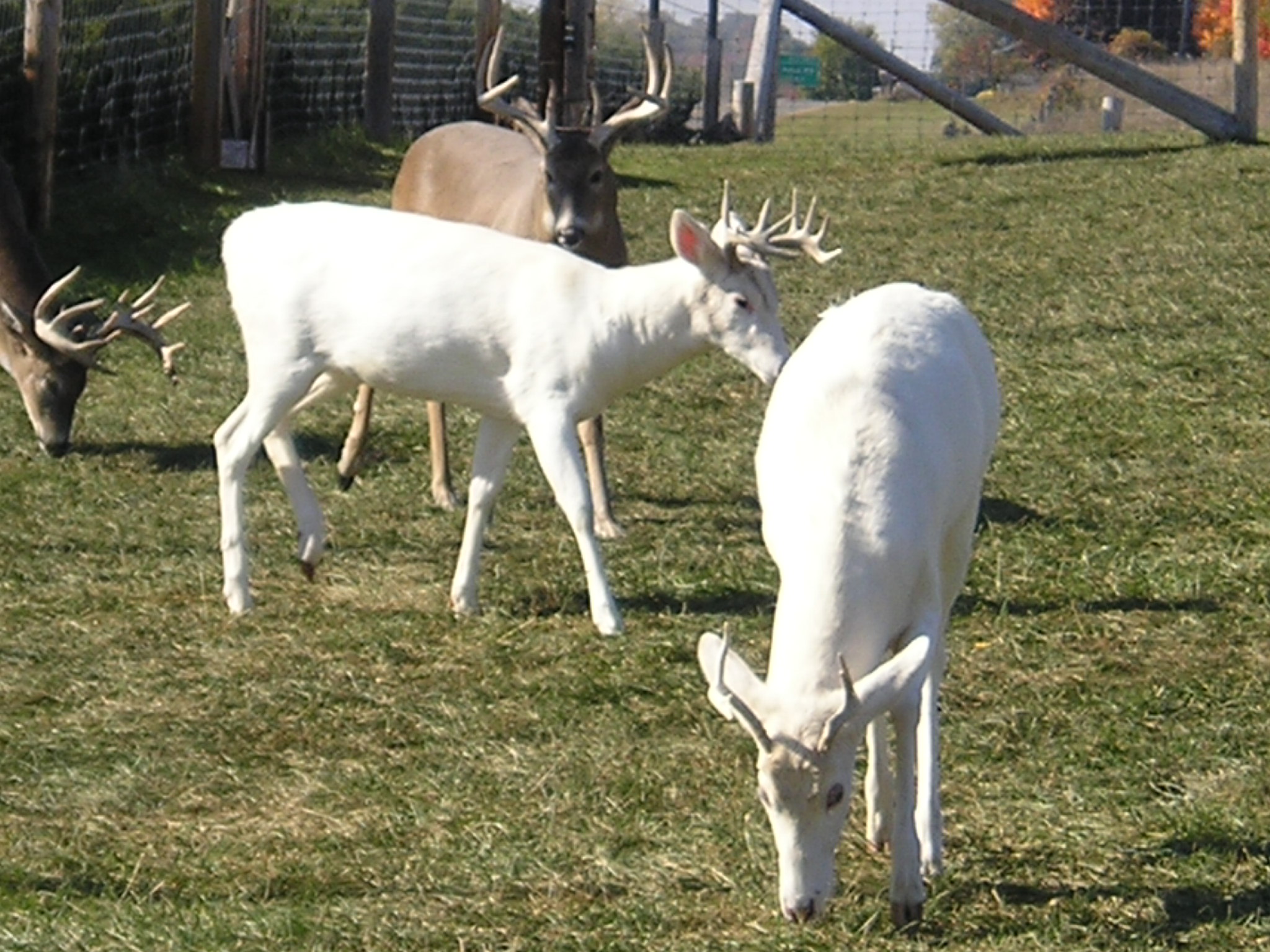 albino