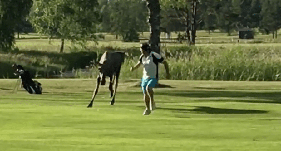 baby moose
