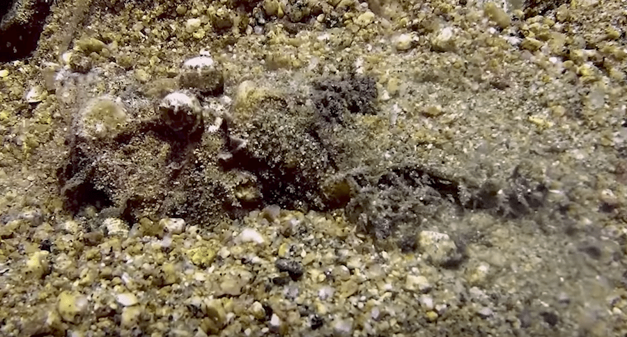stingfish