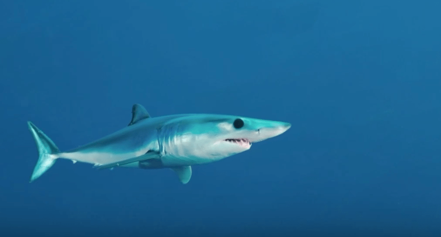 sharks