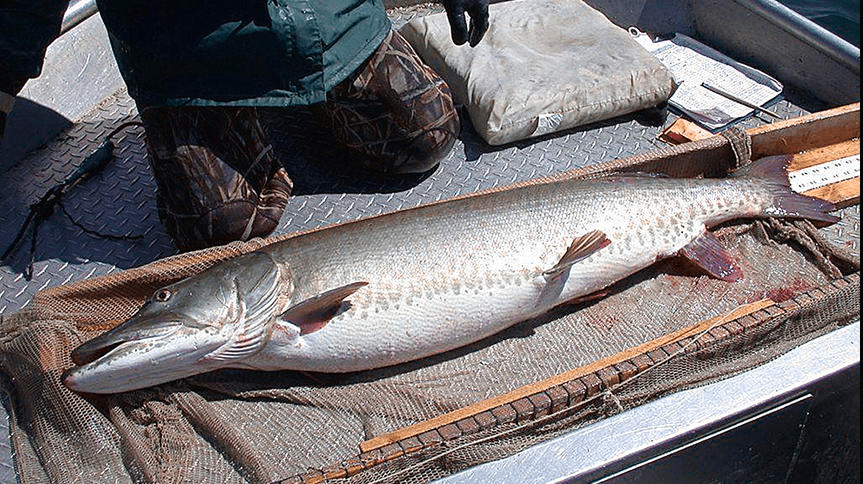 Minnesota Muskie