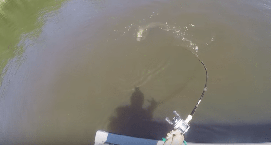 following muskie