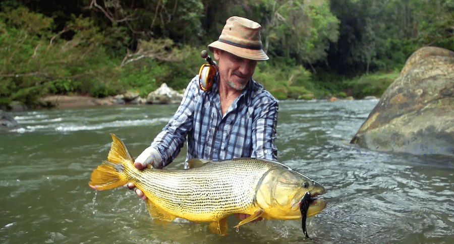 golden dorado