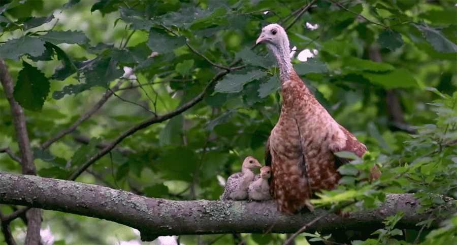 erythristic hen roosting with her poults