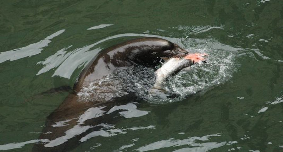 sea lions