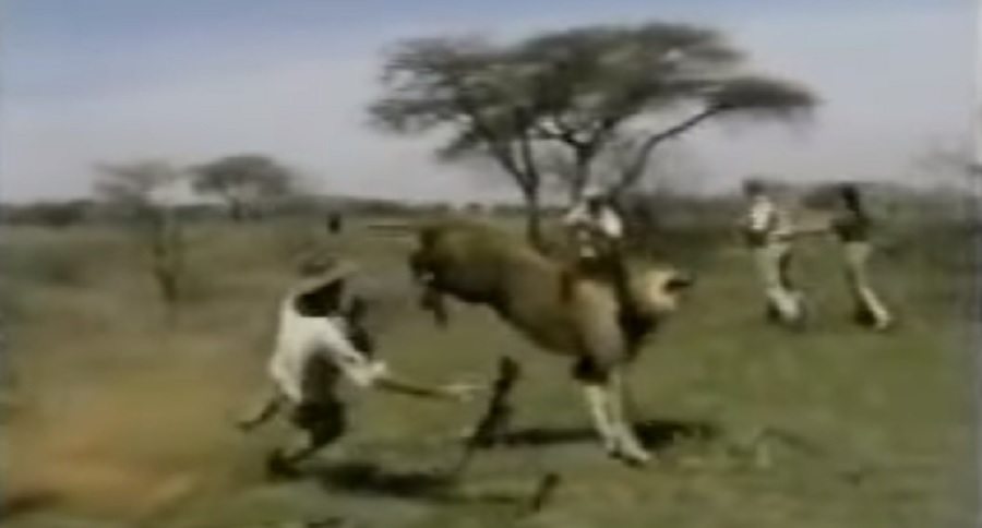 mauled badly by a huge lion