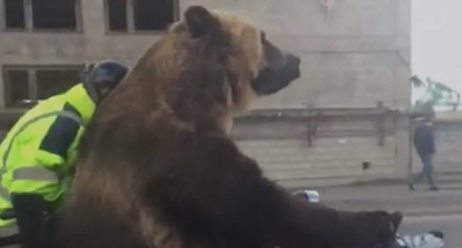 bear riding in a motorcycle sidecar