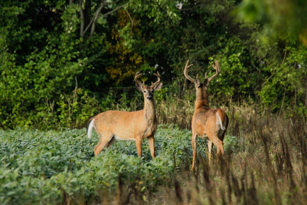 velvet buck