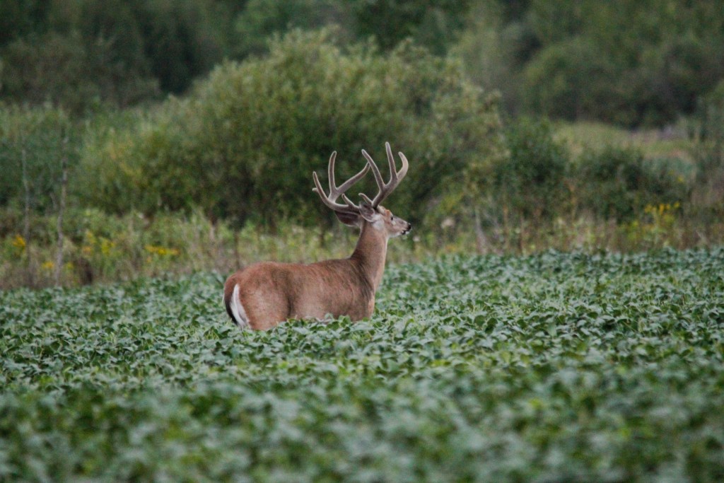 velvet buck