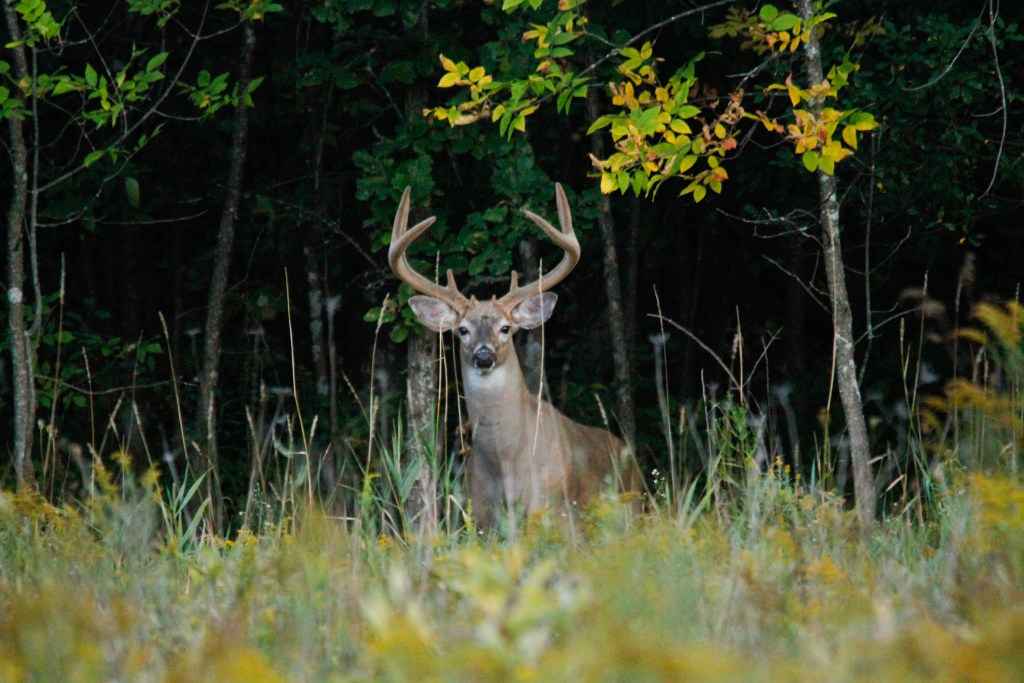 velvet buck