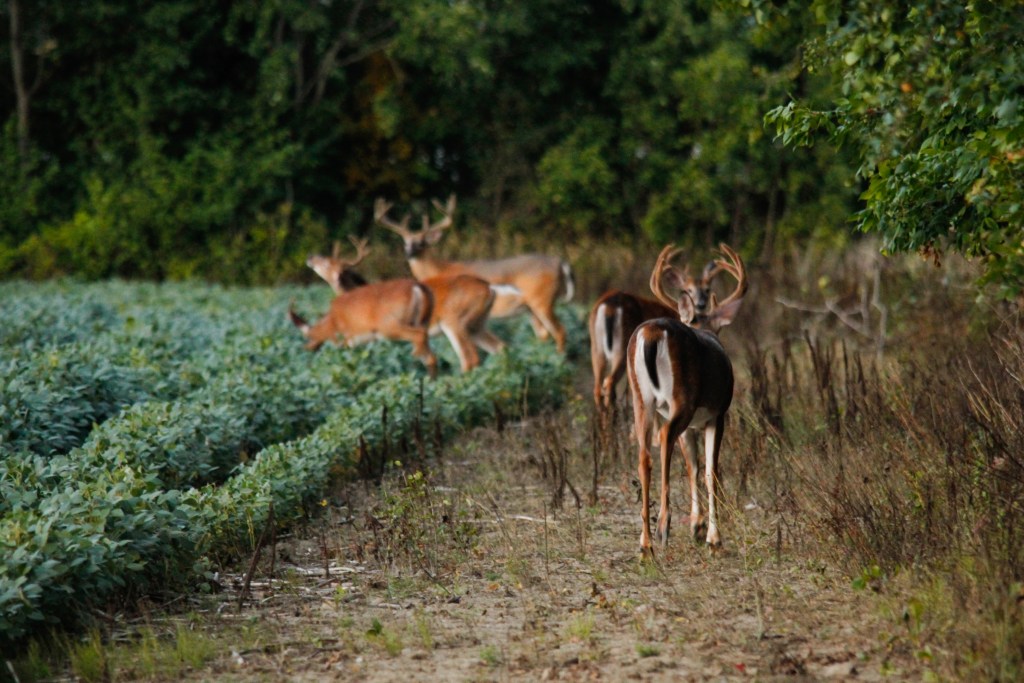 velvet buck