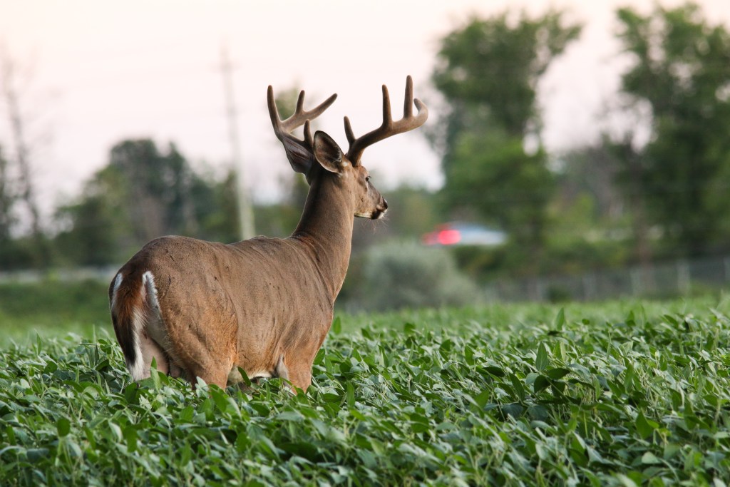 velvet buck