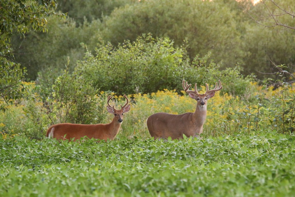 velvet buck