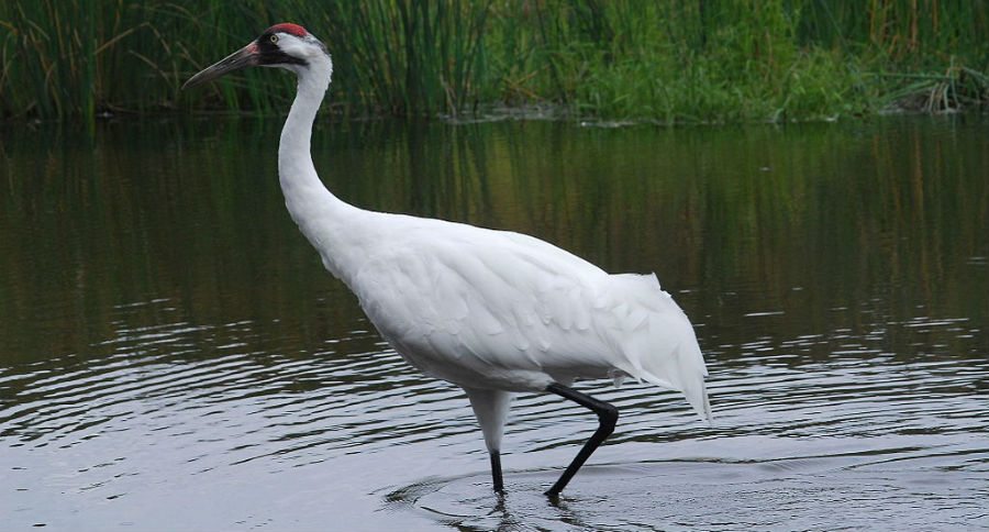 whooping crane
