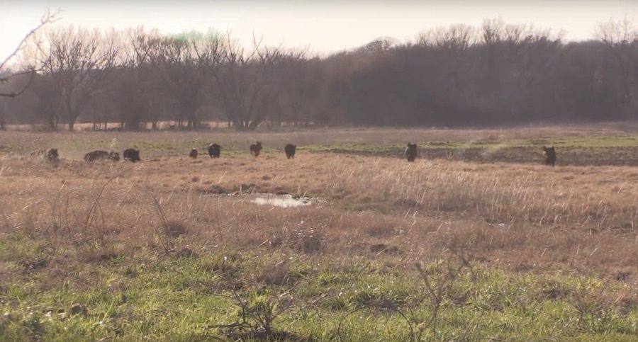 You Won't Believe What Happens After These Guys Turn On Their Hog Call