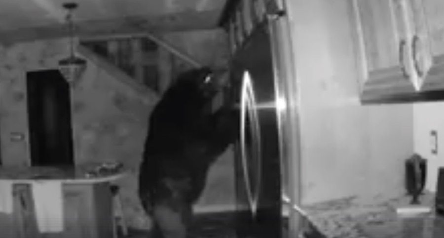 bear