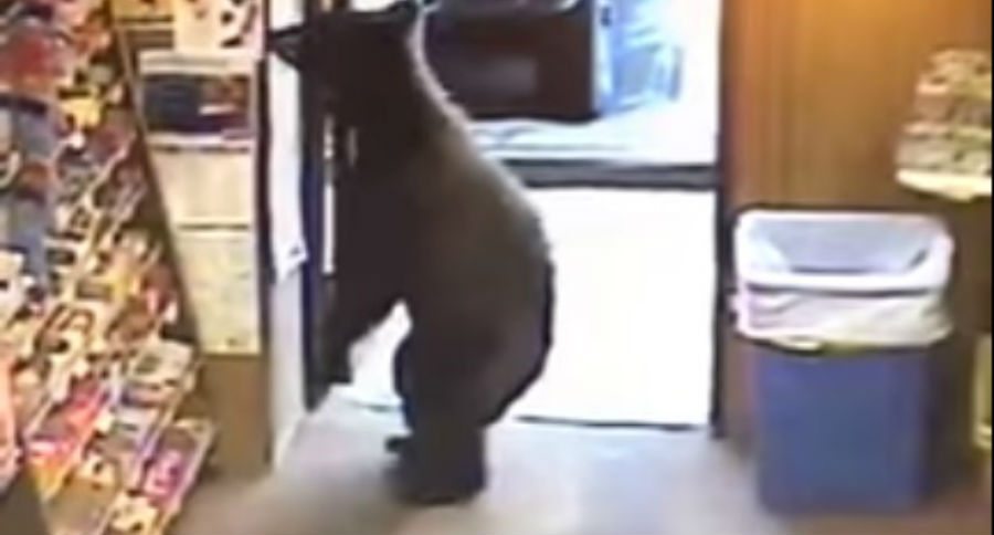 bear