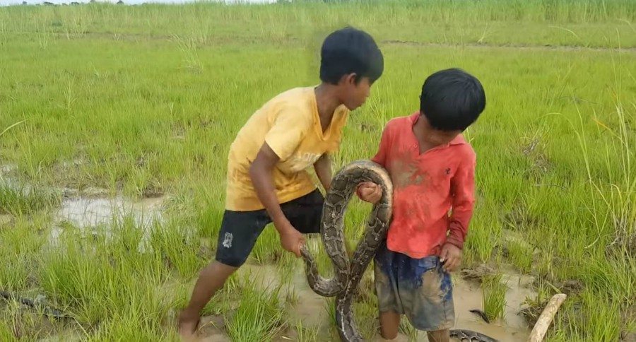 little boys handle big snakes