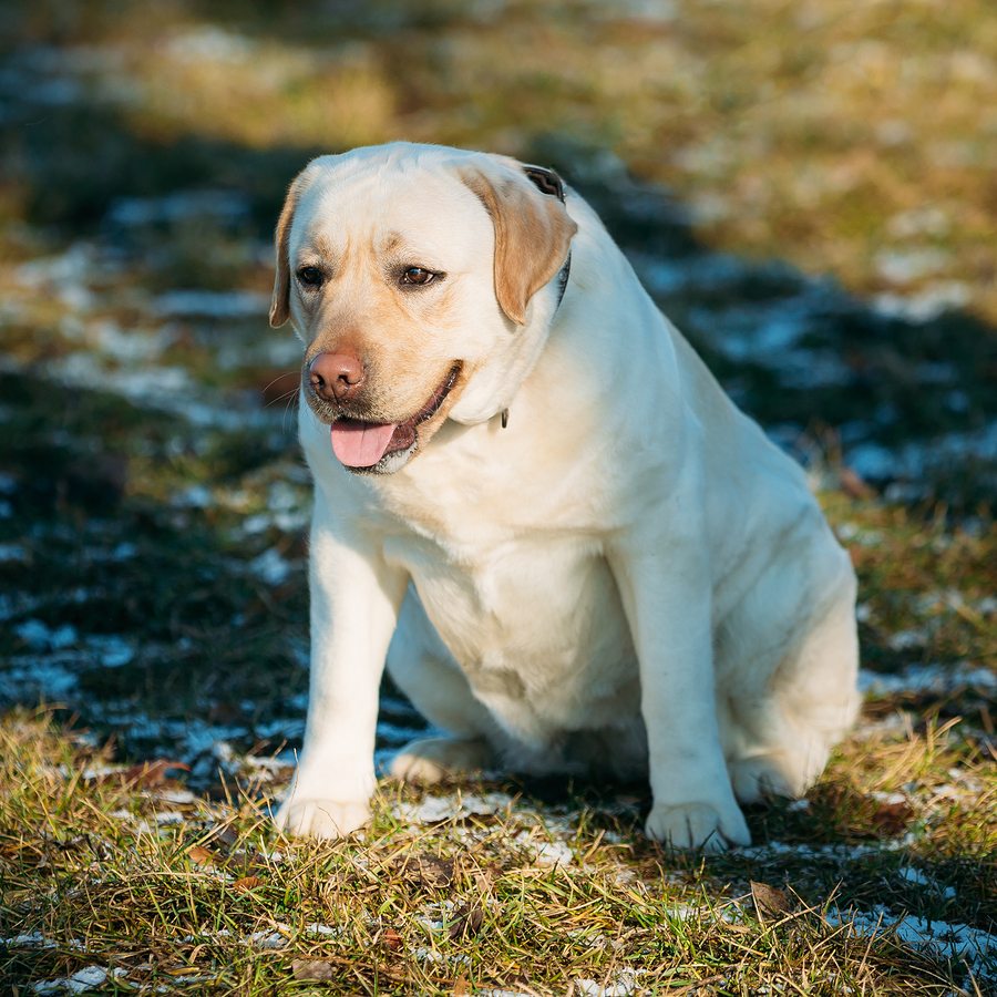 Fat White Labrador Dog Sit Outdoor. Spring Season