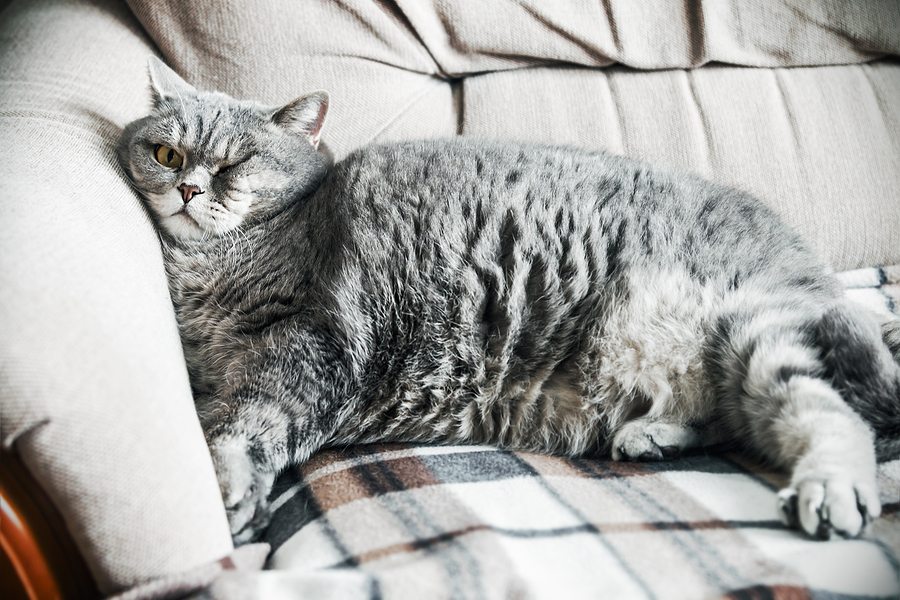 British fat cat lounging on the sofa asleep. cat look. Focus on the eyes. vignetting conceived as an artistic effect