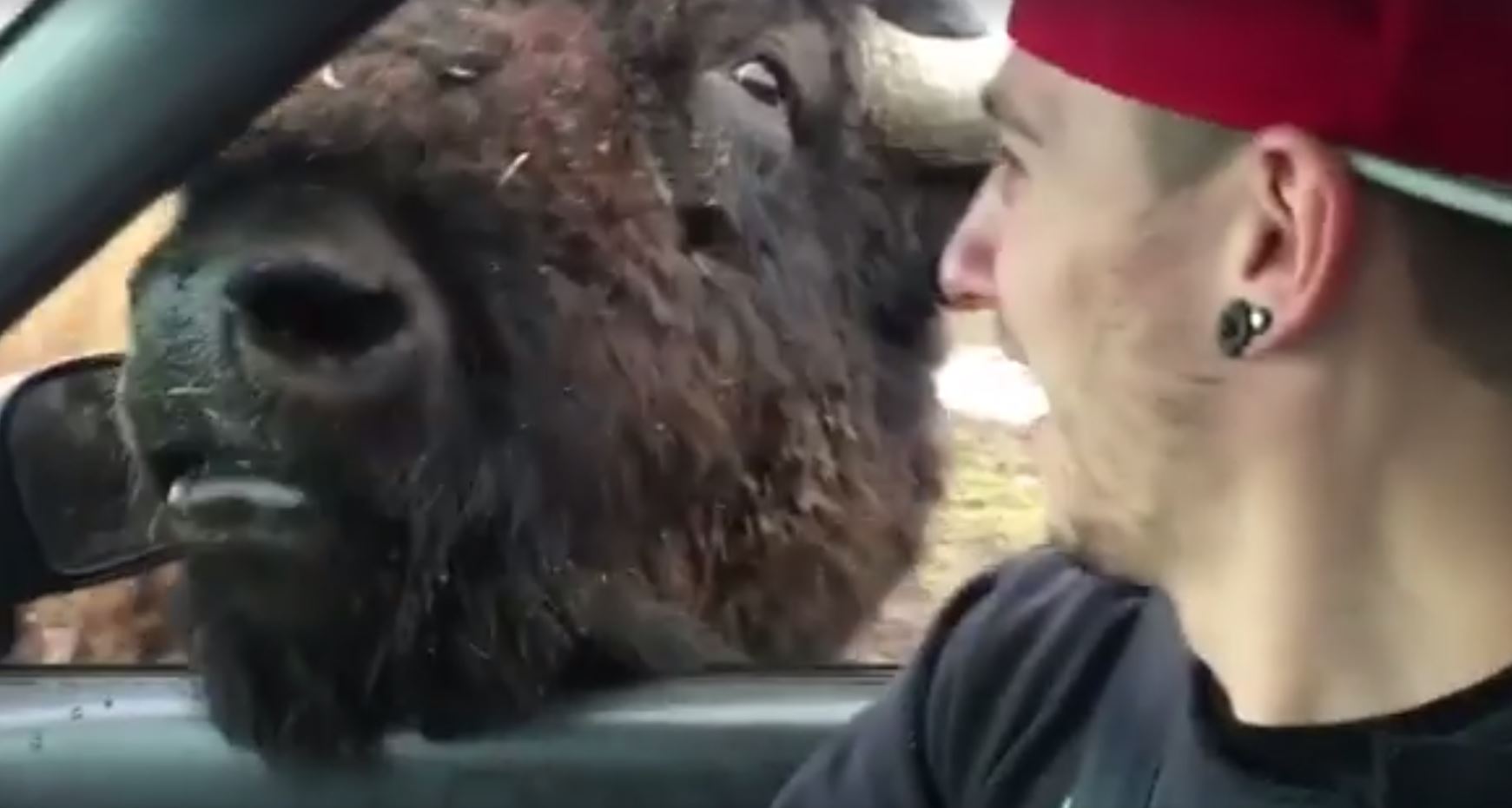 bison