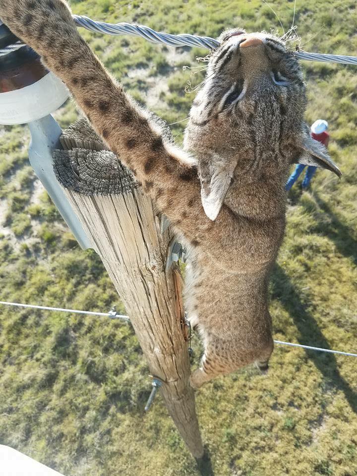 bobcat