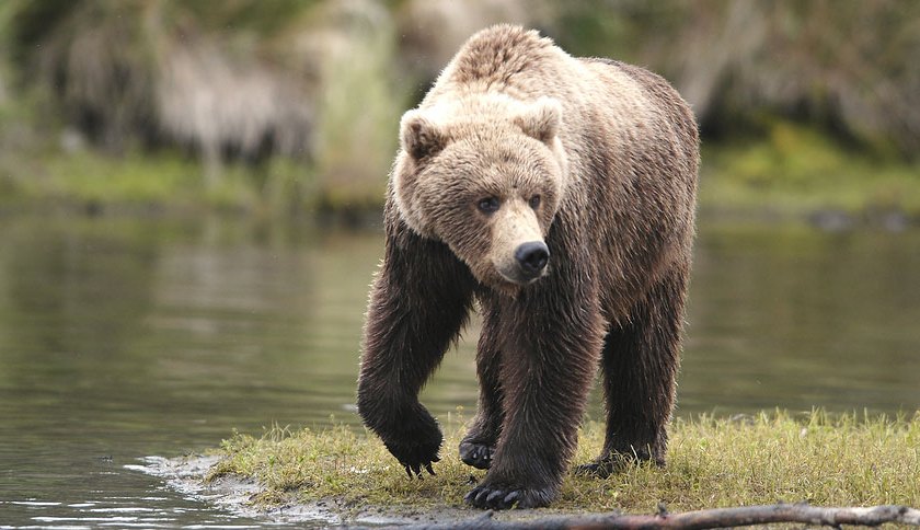 brown bear