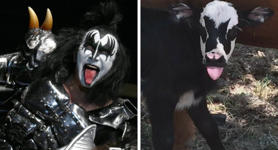 gene simmons calf