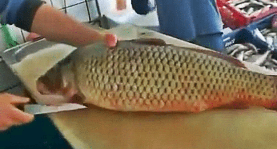 carp