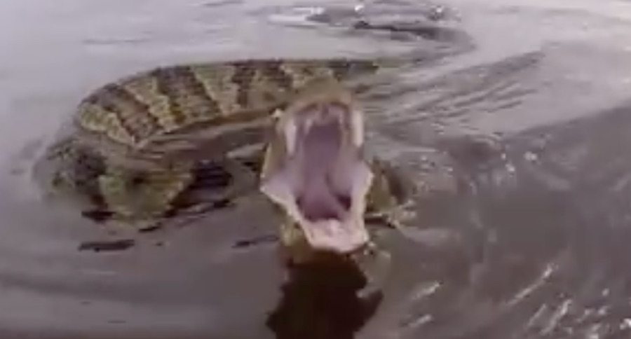 cottonmouth