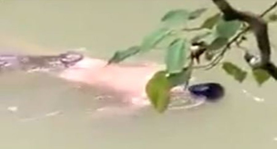 crocodile