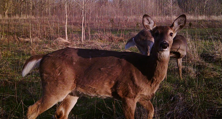 cwd