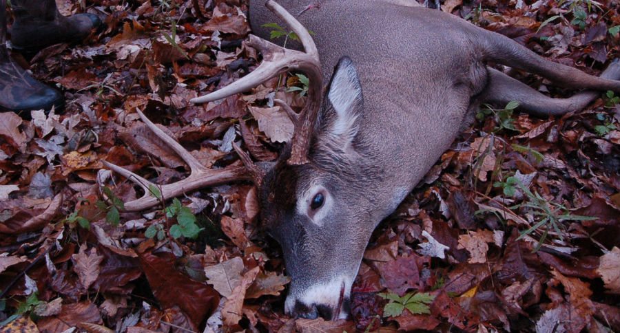 cwd