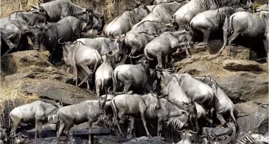 wildebeest