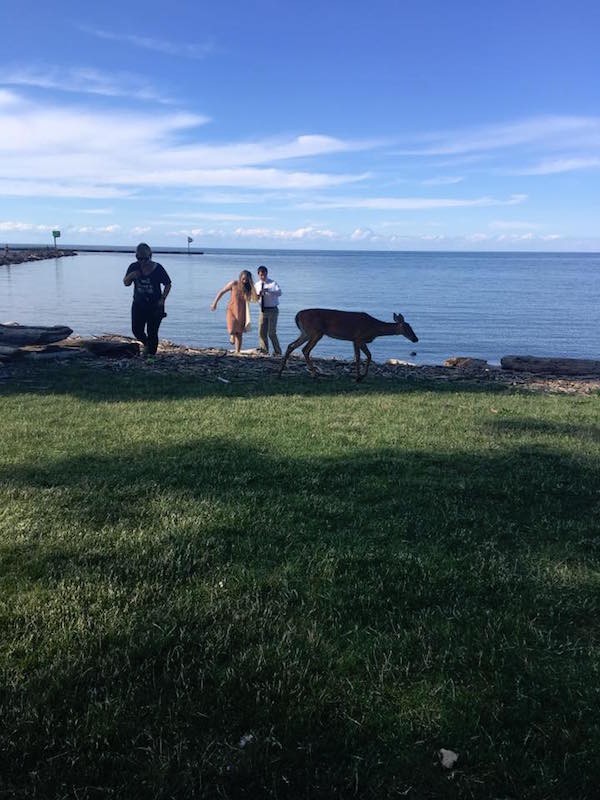 deer photobomb