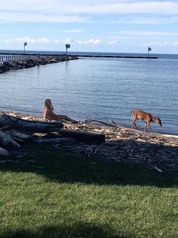 deer photobomb