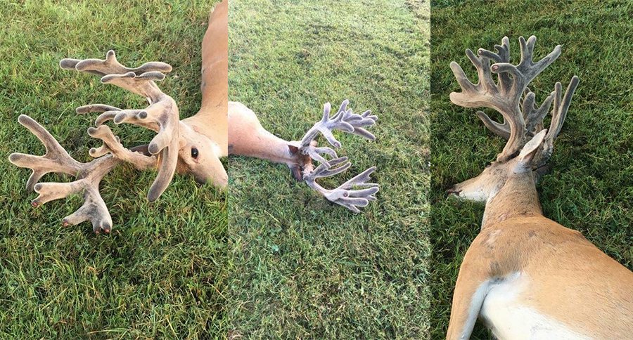 kentucky velvet buck hit by car