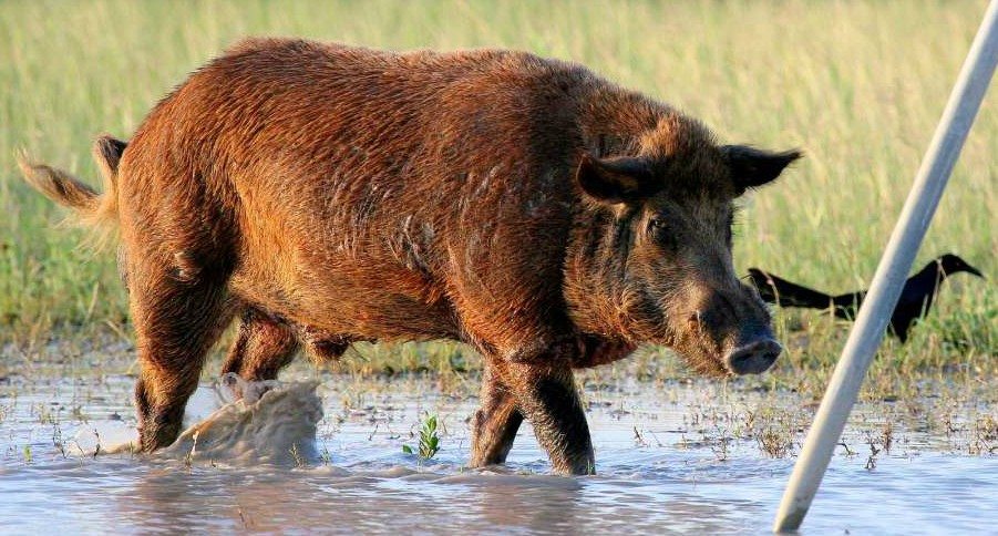 feral hogs texas