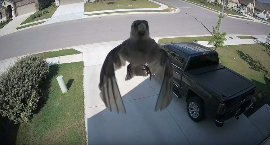 security camera floating bird