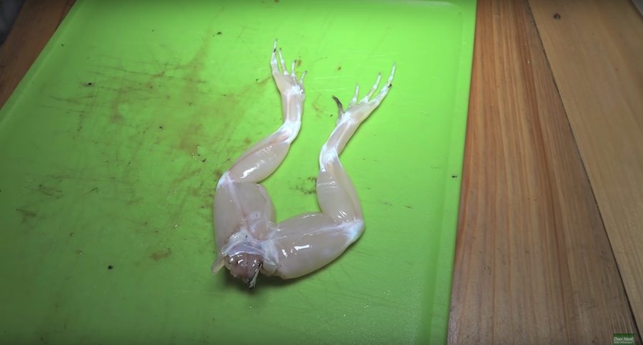frog legs bullfrogs