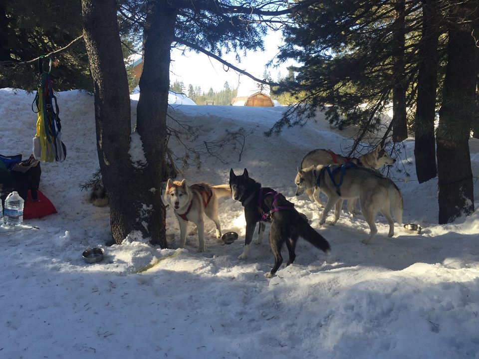 Sled Dogs 