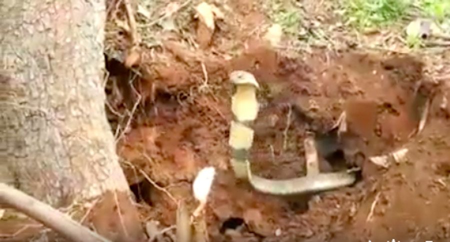 king cobra