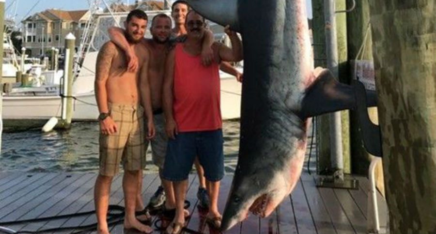 mako shark