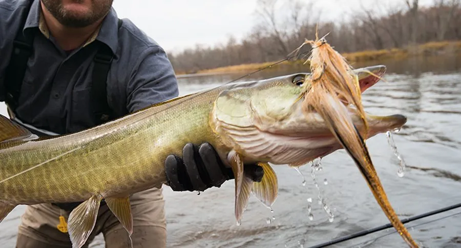 minnesota muskie lakes