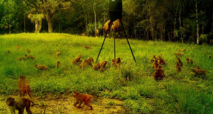 monkeys