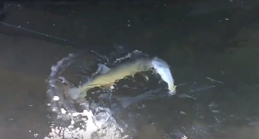 monster bull trout